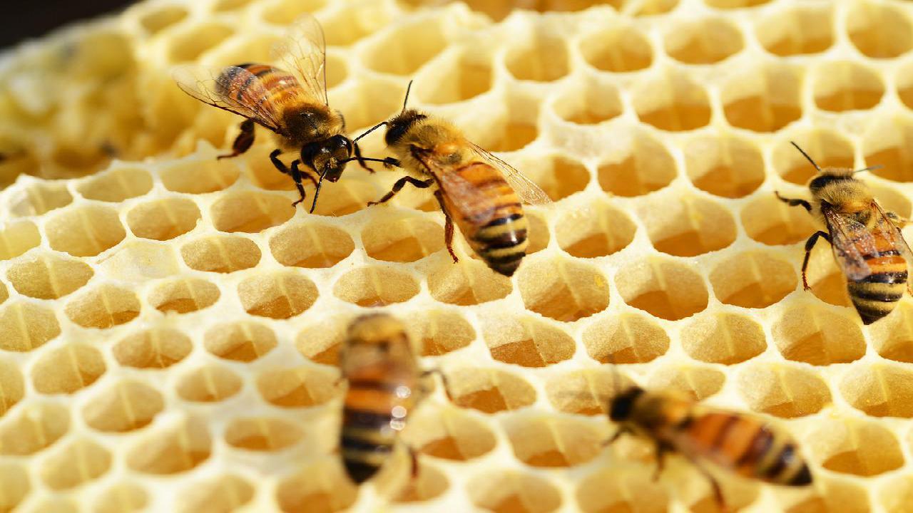 pszczoły rolnicy
